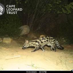 Large-spotted genet